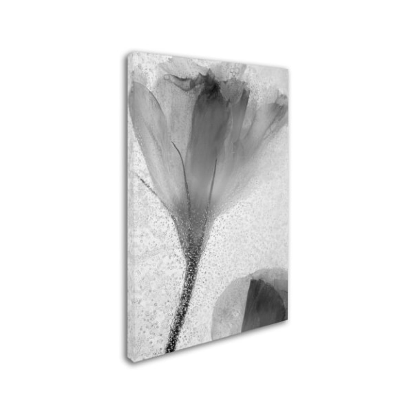 Moises Levy 'Flowers On Ice-13' Canvas Art,12x19